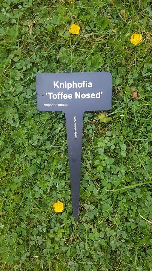 Engraved aluminium botanical plant label botanical style Hardy Labels