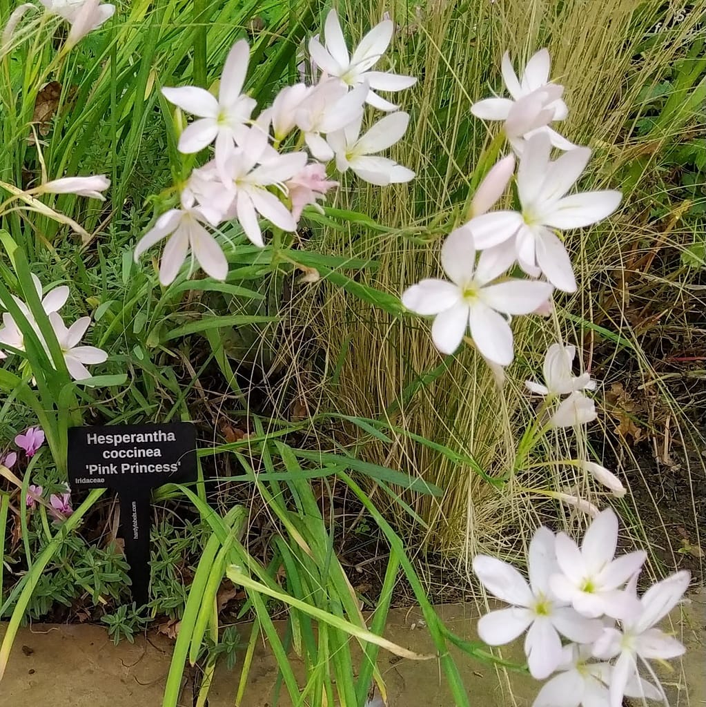 Hesperantha coccinea 'Pink Princess' - laser engraved aluminium plant label from Hardy Labels. Bespoke labels that last.