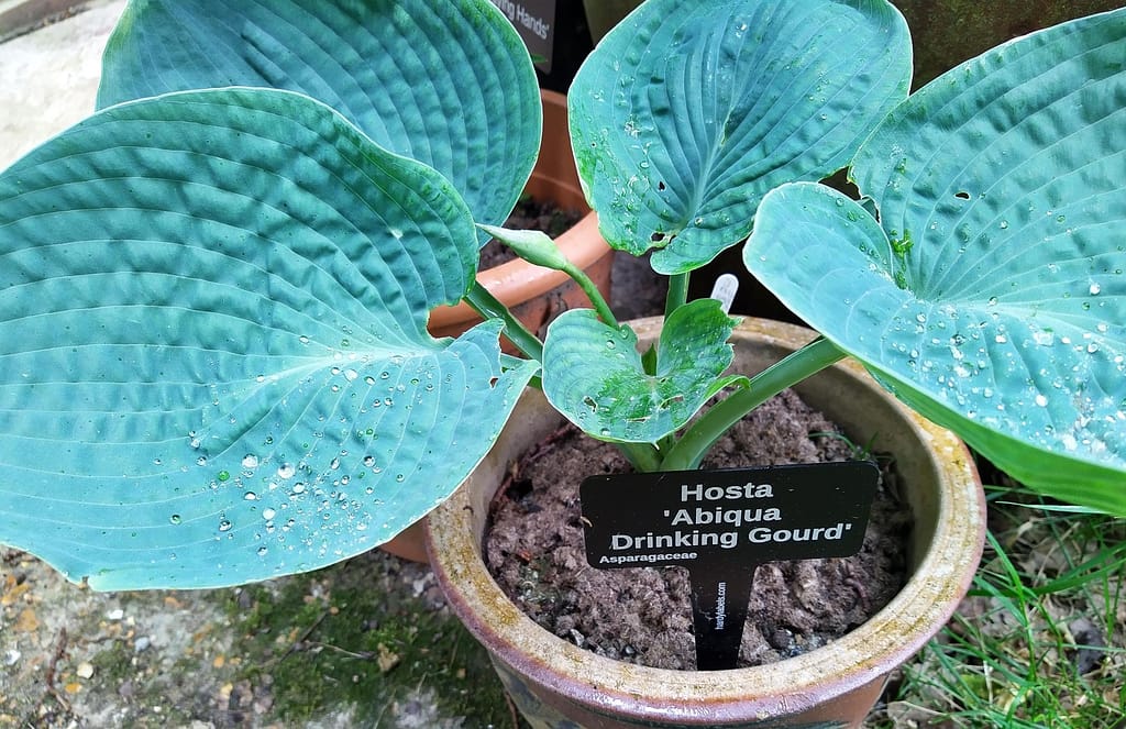 Hosta , Blue, Abiqua Drinking Gourd - laser engraved aluminium plant label from Hardy Labels. Bespoke labels that last