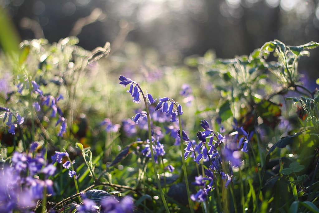 Bluebells