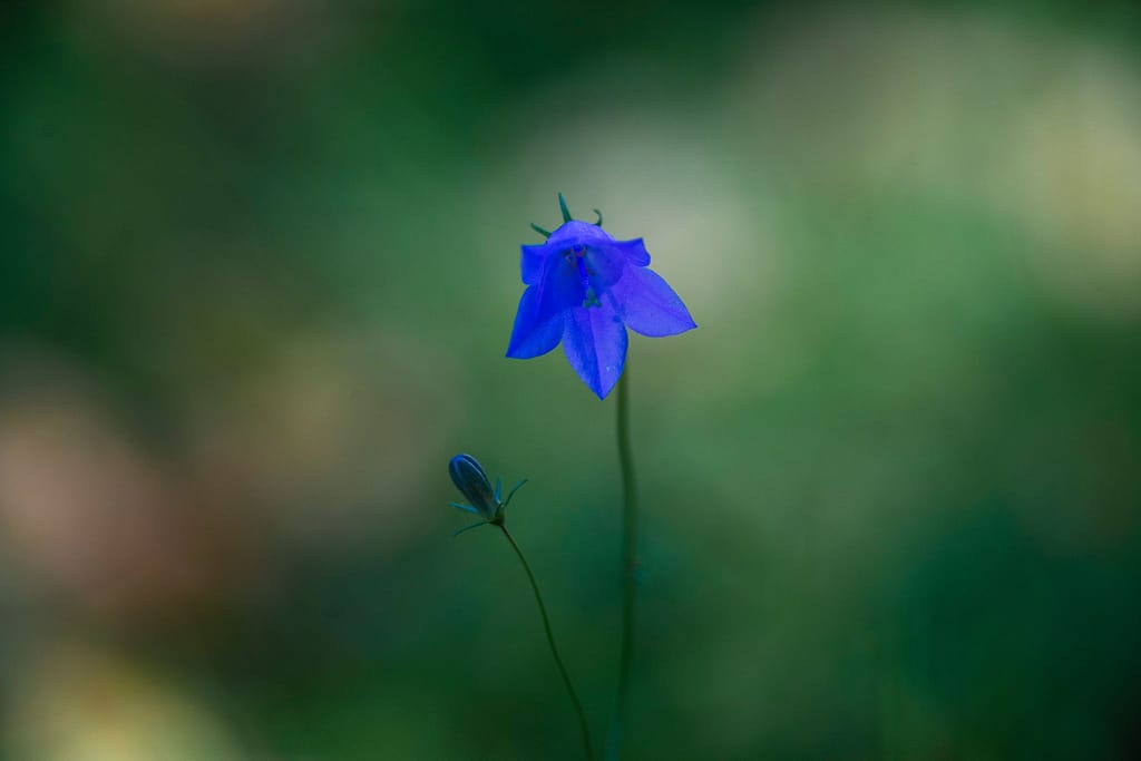 Harebell