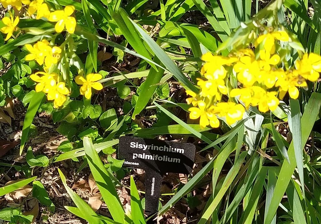 Sisyrinchium palmifolium egg yolk yellow flowers - laser engraved aluminium plant label from Hardy Labels. Bespoke labels that last
