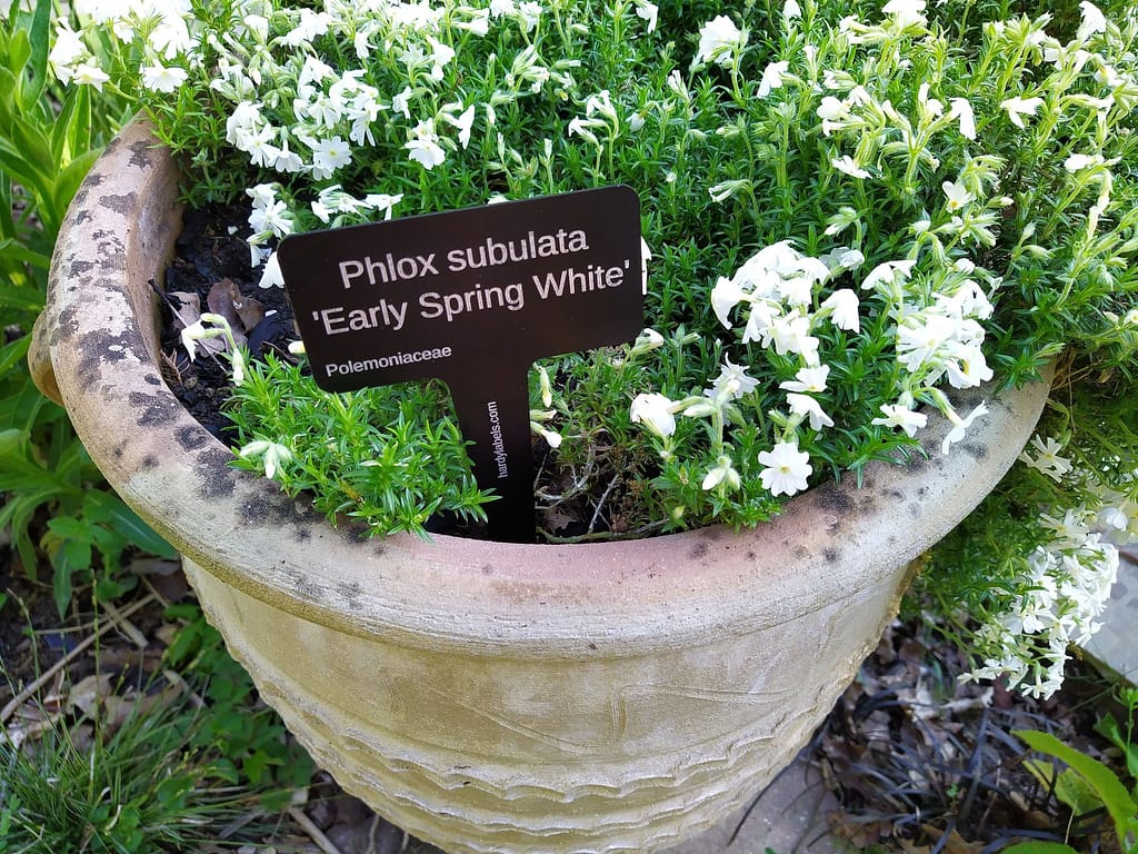 Phlox subulata, dwarf, Early Spring White - laser engraved aluminium plant label from Hardy Labels. Bespoke labels that last