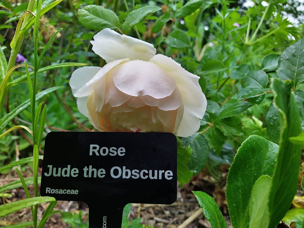 Rose Jude the Obscure, David Austin - laser engraved aluminium plant label from Hardy Labels. Bespoke labels that last.