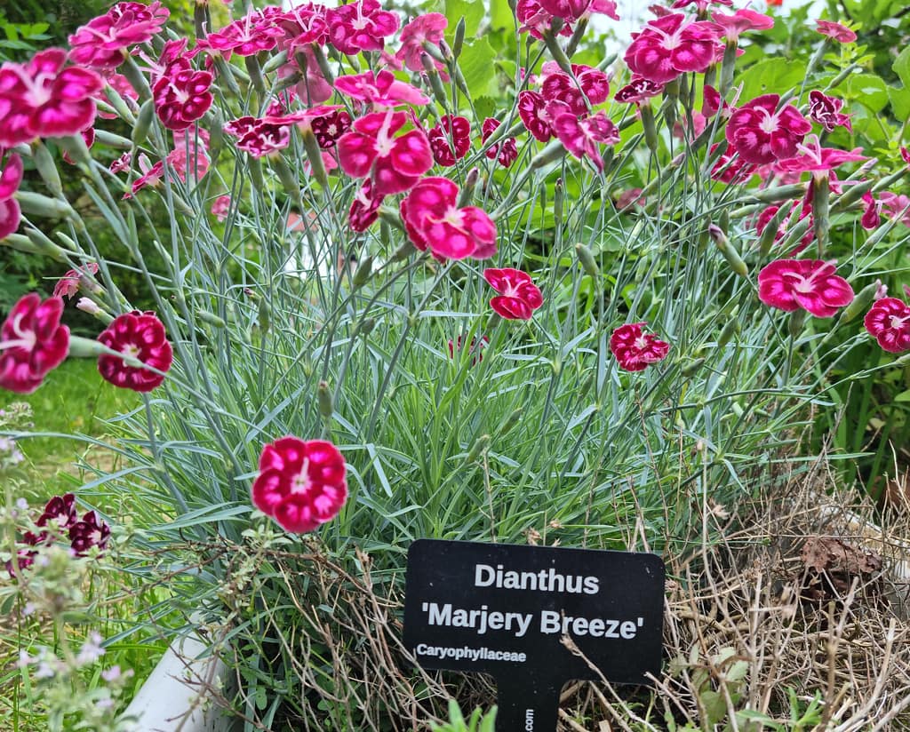 Dianthus 'Marjery Breeze' - laser engraved aluminium plant label from Hardy Labels. Bespoke labels that last.