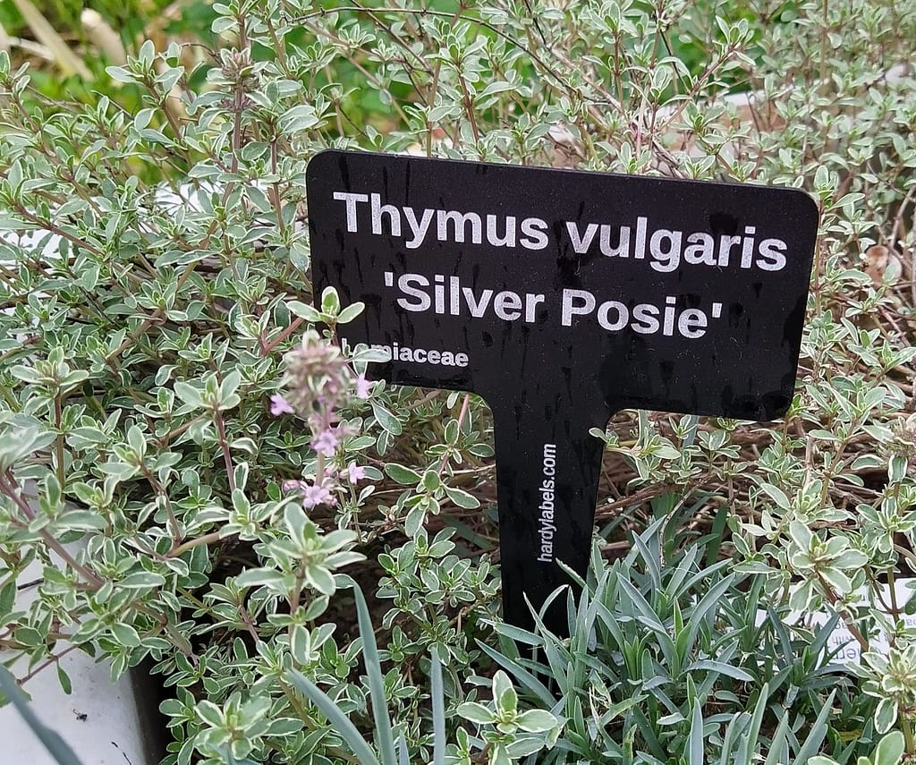 Thyme variegated, Silver Posie - laser engraved aluminium plant label from Hardy Labels. Bespoke labels that last.