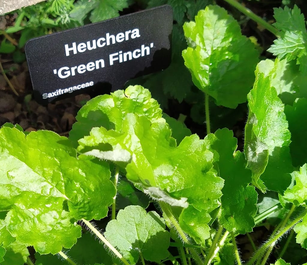 Heuchera Greenfinch - laser engraved aluminium plant label from Hardy Labels. Bespoke labels that last