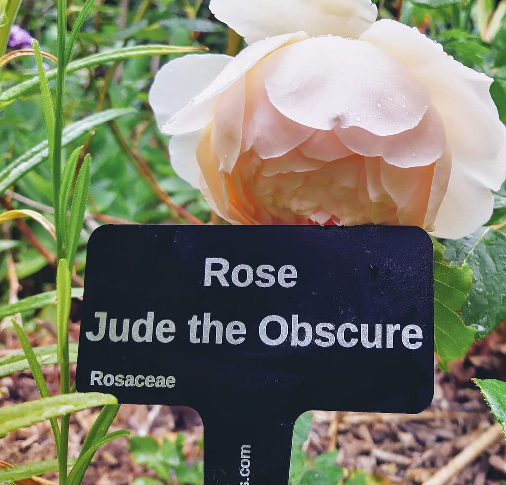 Scented Rose by David Austin Ausjo, Jude the Obscure - laser engraved aluminium plant label from Hardy Labels. Bespoke labels that las