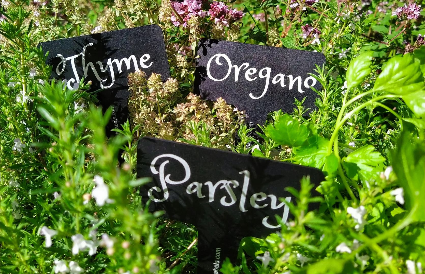 Herbs labels in situ