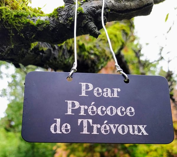 Pear Precoce de Trevoux hanging tree label - laser engraved aluminium plant label from Hardy Labels. Bespoke labels that last.