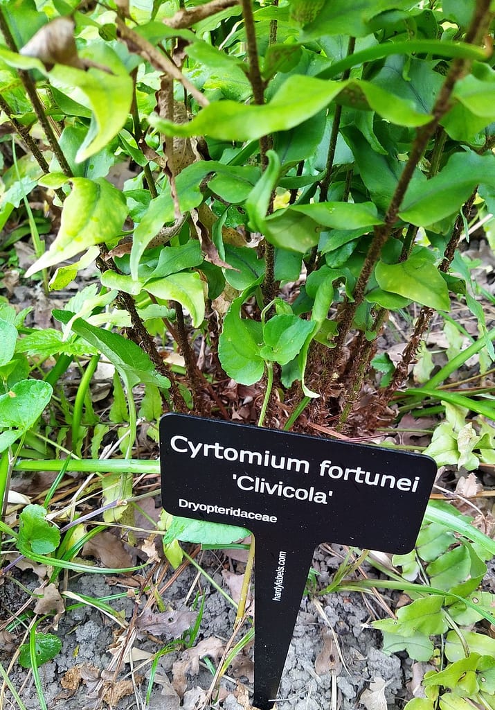 Fern Cyrtomium fortunei, Clivicola - laser engraved aluminium plant label from Hardy Labels. Bespoke labels that last.