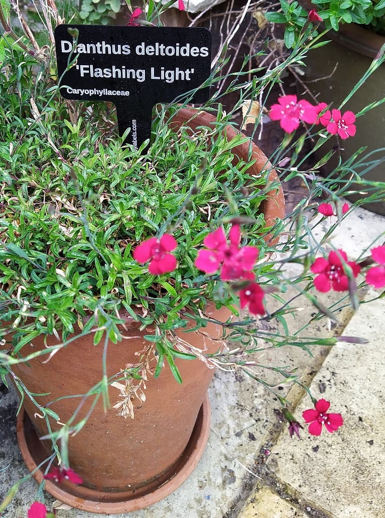 Dianthus Flashing Light, in Long Tom terracotta pot - laser engraved aluminium plant label from Hardy Labels. Bespoke labels that last.