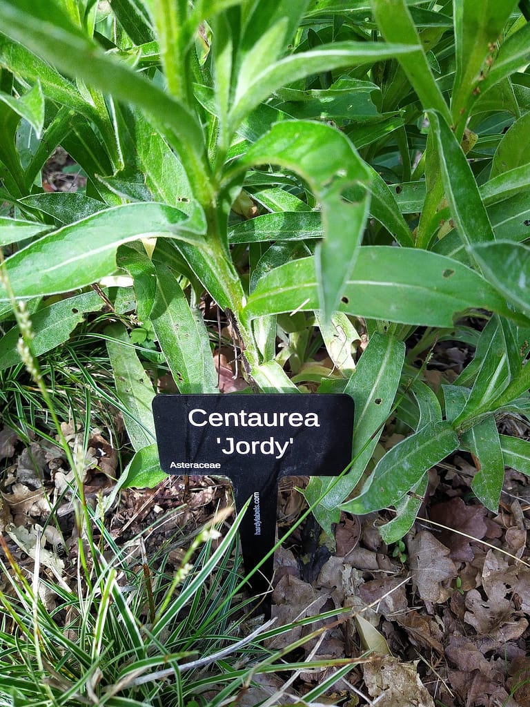 Perennial Cornflower, Centaurea Jordy - laser engraved aluminium plant label from Hardy Labels. Bespoke labels that last