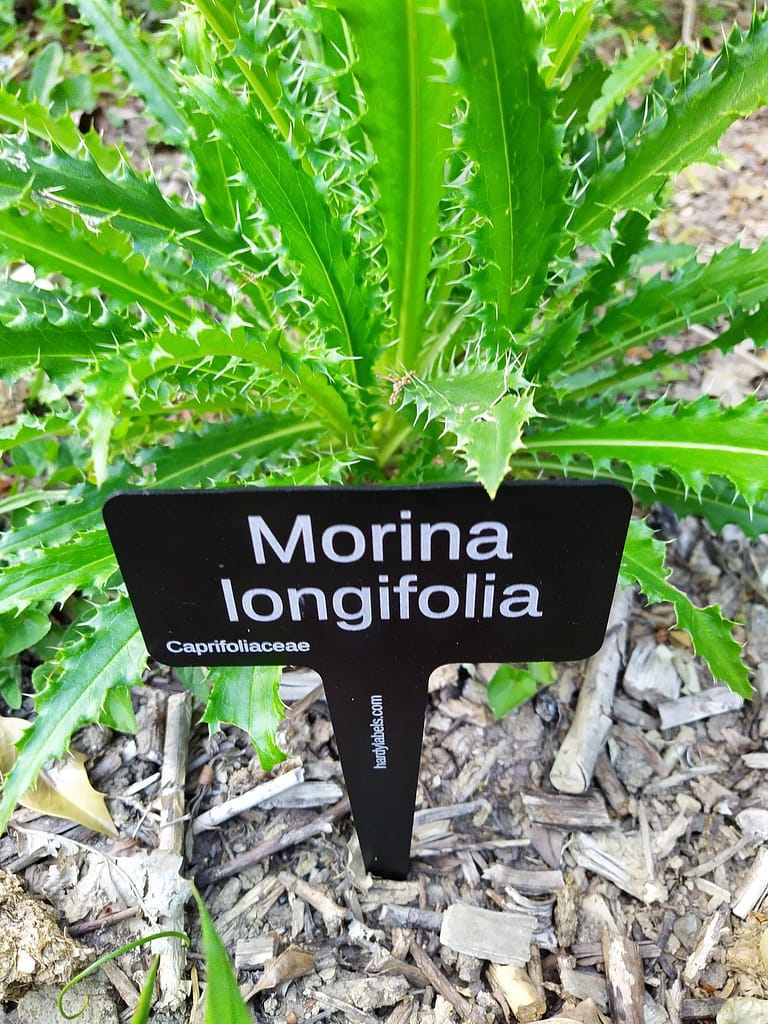 Morina longifolia ...not a thistle a relative of Honeysuckle - laser engraved aluminium plant label from Hardy Labels. Bespoke labels that last