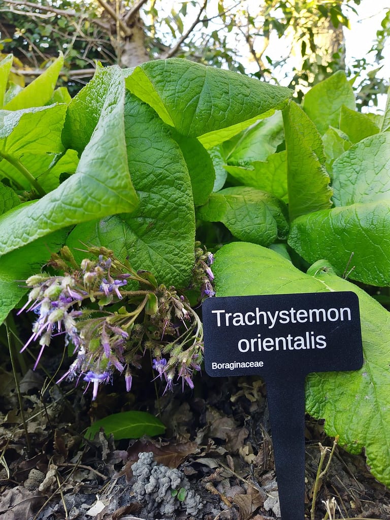 Borage, Trachystemon orientalis - laser engraved aluminium plant label from Hardy Labels. Bespoke labels that last