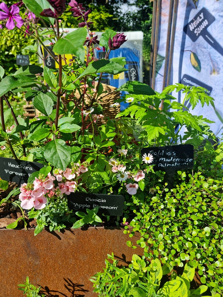 RHS Chelsea Flower Show Hardy Labels stand small Corten trough planting