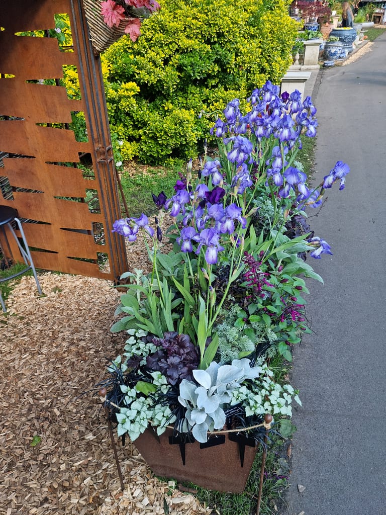 RHS Chelsea Flower Show Corten trough with Iris planting