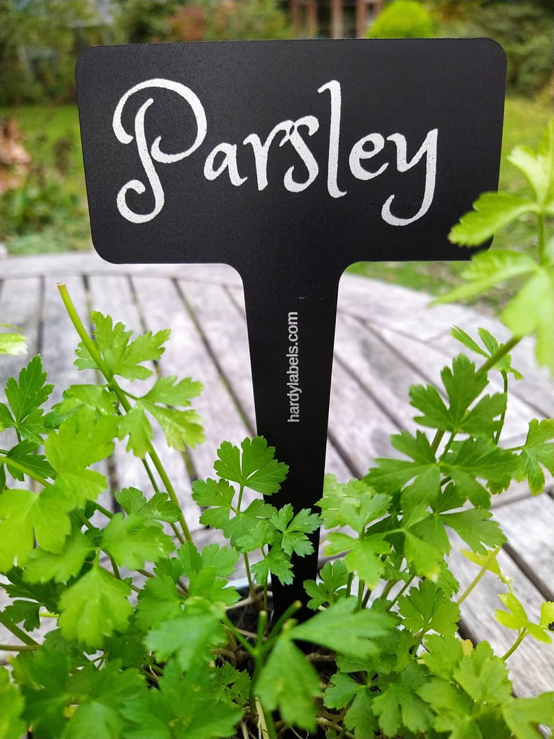 Parsley label in a pot