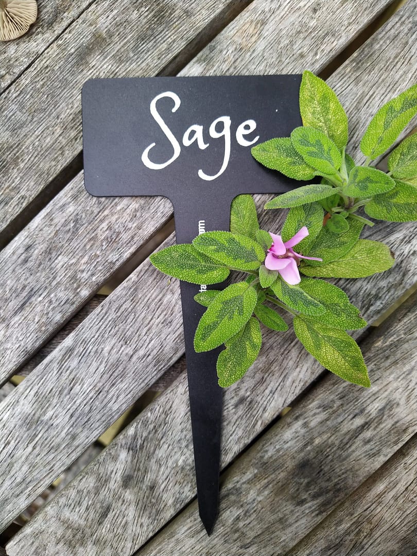 Sage label displayed on a table