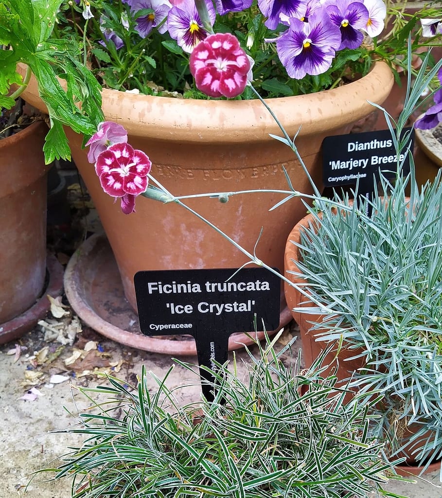 Ficinia Ice Crystal, pink and pansy - laser engraved aluminium plant label from Hardy Labels. Bespoke labels that last