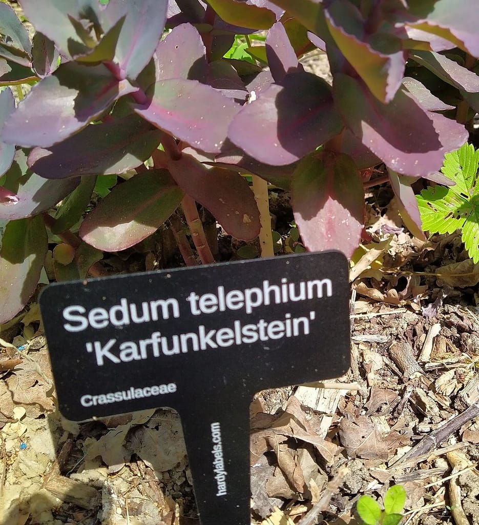 Sedum telephium, Karfunkelstein - laser engraved aluminium plant label from Hardy Labels. Bespoke labels that last