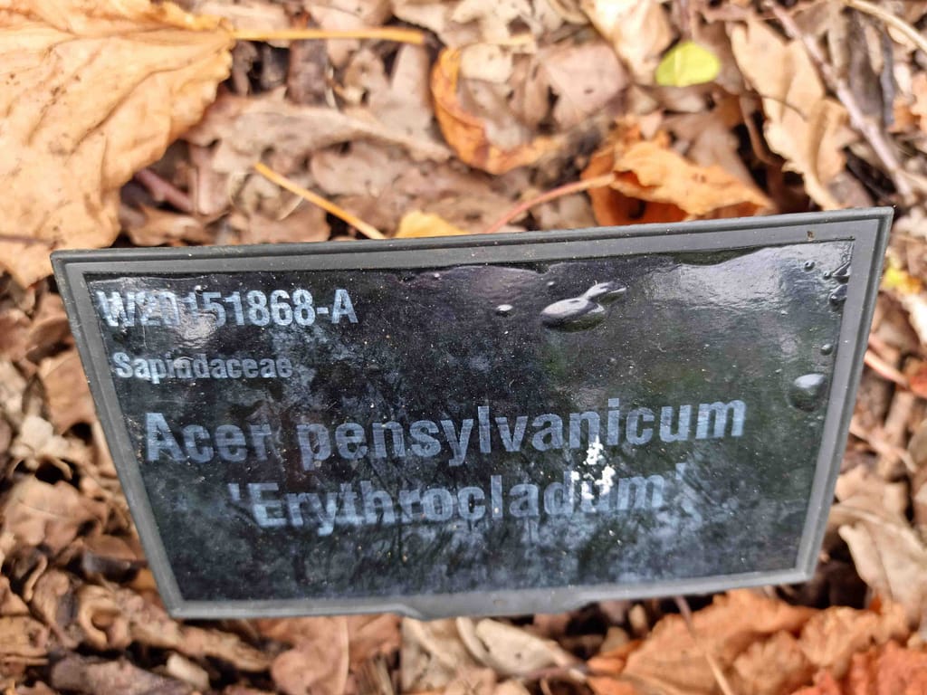 Faded plant label