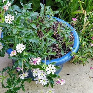 Zaluzianskya, Night Scented Phlox in a Turquoise pot - laser engraved aluminium plant label from Hardy Labels. Bespoke labels that last.