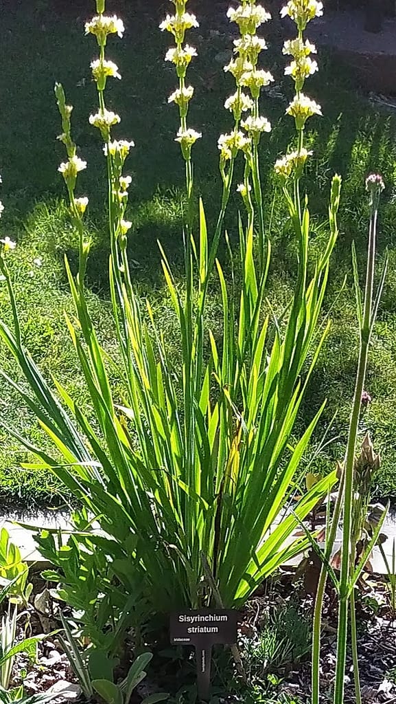 Sisyrinchium striatum - laser engraved aluminium plant label from Hardy Labels. Bespoke labels that last.