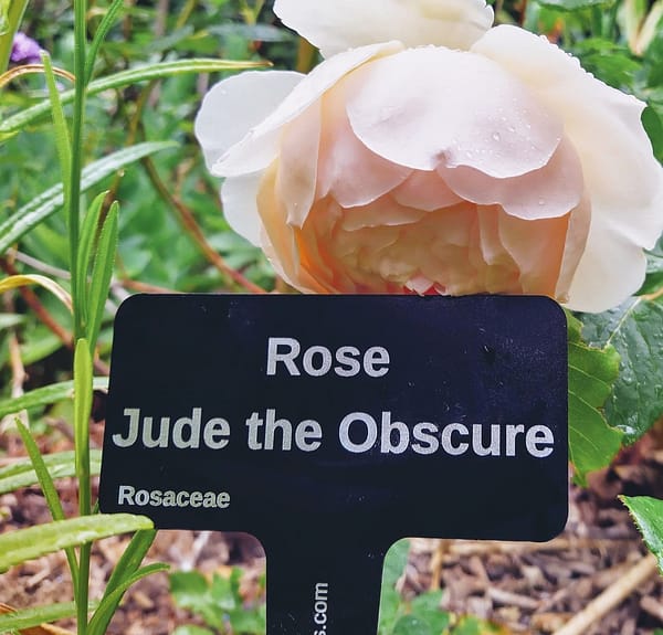 Scented Rose by David Austin Ausjo, Jude the Obscure - laser engraved aluminium plant label from Hardy Labels. Bespoke labels that las