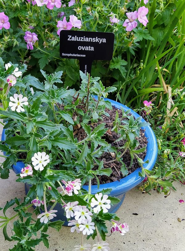 Zaluzianskya, Night Scented Phlox in a Turquoise pot - laser engraved aluminium plant label from Hardy Labels. Bespoke labels that last.