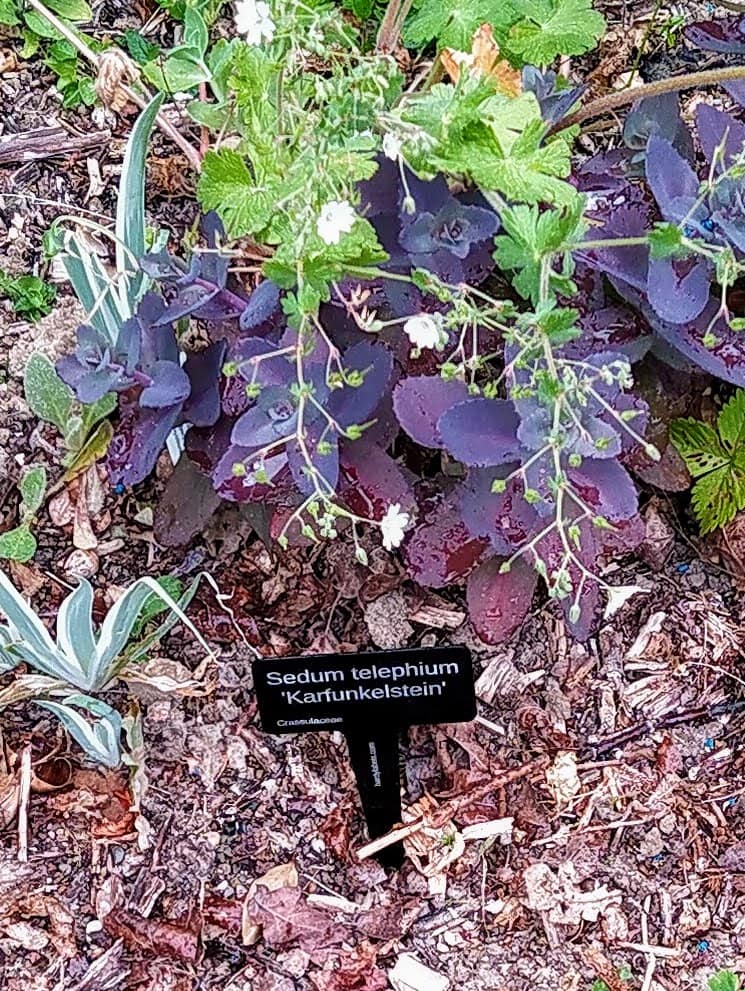 Sedum Karfunkelstein, red flowers later- laser engraved aluminium plant label from Hardy Labels. Bespoke labels that last.