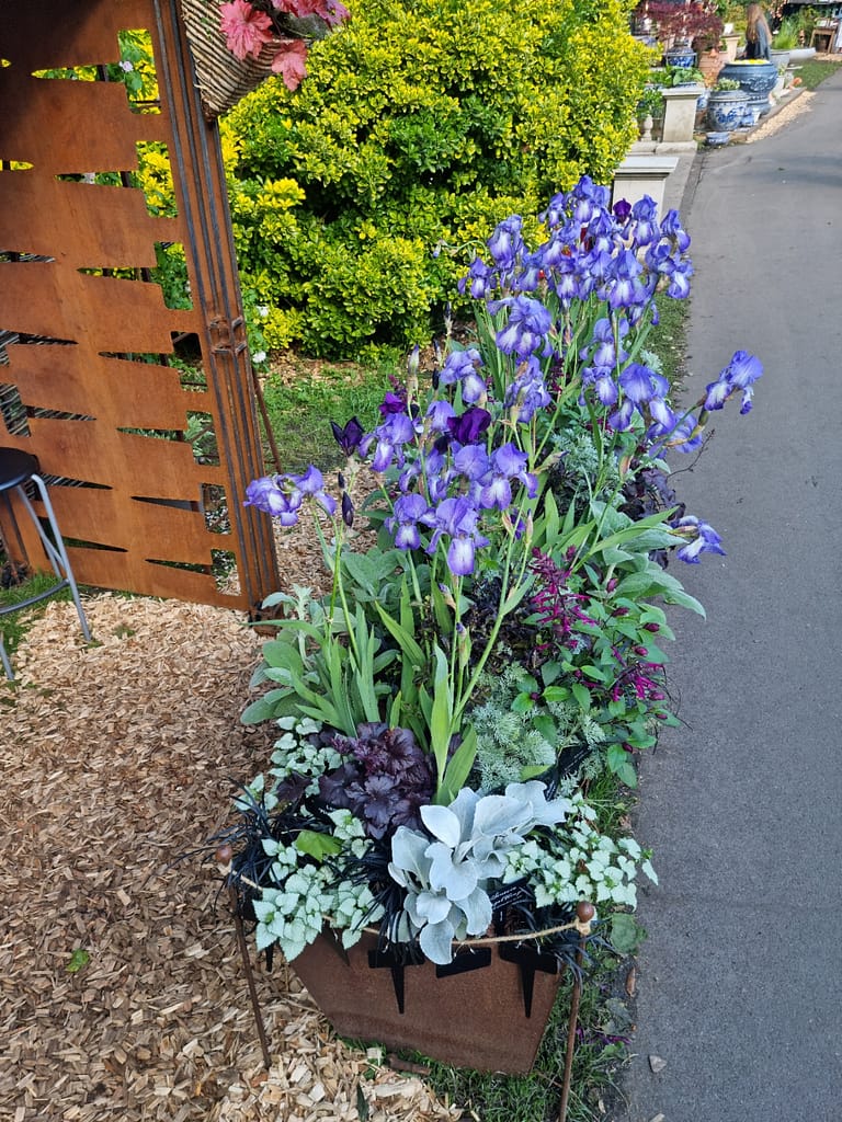 RHS Chelsea Flower Show Corten trough with Iris planting