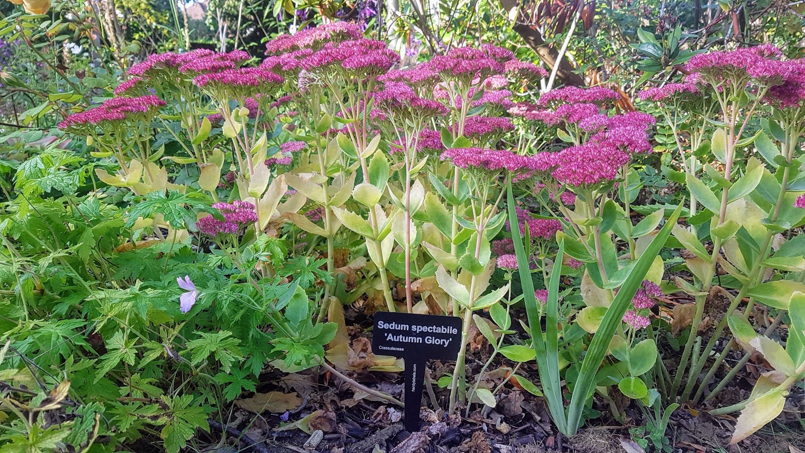 Botanical style